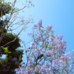 A tree with purple flowers and a blue sky.