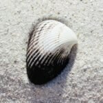 A white and black shell on the sand.